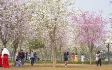 Hà Nội: Không thua kém đường Hoàng Diệu, con đường hoa ban tím ở Mê Linh cũng gây sốt rần rần