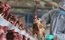 Bộ Y tế cảnh báo nguy cơ cúm gia cầm lây sang người xâm nhập Việt Nam