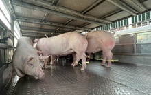 Gấp rút tìm lời giải cho thủ phủ chăn nuôi Đồng Nai