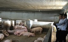 Lý do giá thịt heo liên tục giảm mạnh