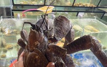 Xuất hiện loại cua có 2 càng ‘khủng’, biết trèo cây, giá siêu đắt