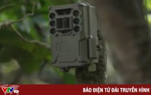 Công nghệ AI chống săn bắt động vật hoang dã