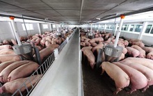 Giá lợn giảm sâu, nguyên nhân do đâu?