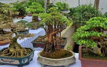 Chiêm ngưỡng hàng chục cây bonsai cổ thụ giá cả trăm triệu đồng không bán ở Nghệ An