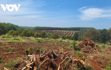 Ồ ạt trồng sầu riêng, mừng ít lo nhiều!