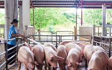 Mỗi con lợn xuất chuồng bị lỗ gần 1 triệu đồng
