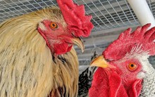 "Lạm phát trứng", người Mỹ tự nuôi gà trong sân nhưng nhận cái kết dở khóc dở cười