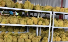 Ồ ạt trồng sầu riêng: Nguy cơ mất thị trường xuất khẩu