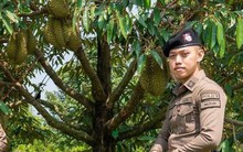 Thái Lan: Cảnh sát triển khai lực lượng bảo vệ sầu riêng chín cây