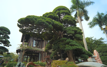 Ngắm trọn khu vườn rộng mênh mông, nhìn đâu cũng là tiền tỷ của vị phó chủ tịch: Quá đẳng cấp!