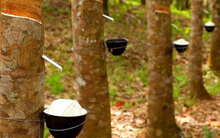 Cao Su Phước Hoà (PHR) đặt mục tiêu lãi trước thuế "đi lùi" 40%, cổ tức tiền mặt tối thiểu 30%