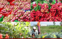 Trung Quốc - Thị trường lớn nhất của nông sản Việt Nam