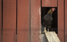 Những 'pháo đài' nuôi gà triệu USD ở Mỹ: Có thiết bị chiếu sáng laser, súng bắn âm thanh và hệ thống cửa từ sinh trắc học