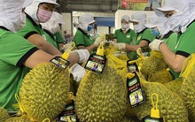 246 mã số vùng trồng sầu riêng được phê duyệt xuất khẩu Trung Quốc