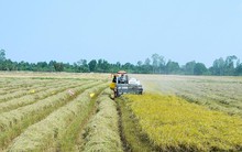 Sắp trình Chính phủ đề án 1 triệu héc ta lúa ở ĐBSCL