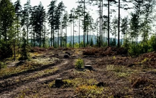 Một mặt hàng Hàn Quốc đang mạnh tay gom từ Việt Nam do sản lượng chỉ bằng 1/10, xuất khẩu hơn 700 triệu USD trong năm 2022