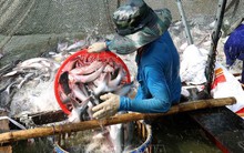Giá cá tra tăng cao, người nuôi lãi 3.000 - 4.000 đồng/kg