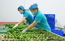 Loại quả của Việt Nam nhiều vô kể nhưng được ví như "vàng xanh" tại New Zealand, giá gần 1 triệu đồng/kg