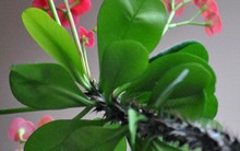 2 loại xương rồng được người Việt ưa thích, thường trồng làm cảnh nhưng có độc tố cần cẩn trọng