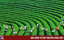 Nữ doanh nhân Việt Nam và chiến lược tăng trưởng xanh