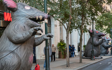 Không ngờ New York xa hoa lại có lượng chuột gây bệnh nhiều kinh ngạc, tăng 800% trong 65 năm, thành phố dùng đủ cách giảm thiểu nhưng vô dụng