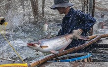 Một loài cá của Việt Nam 'vươn tầm' ở Trung Quốc, chuyên gia kinh ngạc: Điều gì xảy ra với vị thế của Bắc Kinh?