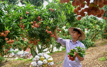 Doanh nghiệp lên kịch bản xuất khẩu vải niên vụ 2022 - 2023