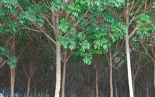 Mang về hơn 3 tỷ USD, đây là mặt hàng Trung Quốc thu mua đến gần 80% sản lượng của Việt Nam trong năm qua, xuất khẩu dự báo tiếp tục tăng mạnh