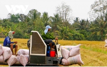 Xuất khẩu gạo sang Indonesia tăng đột biến, Bộ Công Thương khuyến cáo rủi ro