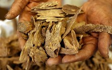 Khát vọng nâng tầm vị thế Việt Nam trên bản đồ trầm hương thế giới