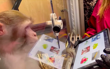 Công nghệ cấy chip chữa liệt và mù của Elon Musk vấp trở ngại lớn