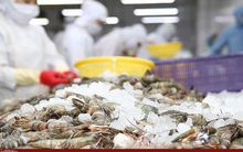 Tôm Việt Nam đã xuất khẩu đến 100 quốc gia