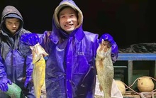 Phát tài chỉ sau một đêm nhờ loại cá “chất lượng”: 4.900 cân bán được 33 tỷ đồng, vì yếu tố này mà giá tăng chóng mặt