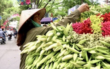 Hoa loa kèn đầu mùa giá rẻ bất ngờ