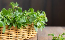 Loại rau ví như nhân sâm, mọc dại khắp nơi: Thế giới dùng nhiều, người Việt chẳng ăn