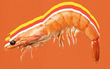 Doanh nghiệp "siêu EPS" ngành tôm trở lại: Từ 57.000 đồng tăng vọt lên 80.000 đồng