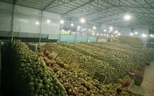 246 mã số vùng trồng sầu riêng được phê duyệt để xuất khẩu sang Trung Quốc