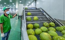 5.000 quả bưởi Việt sang Anh mất tới 70 ngày