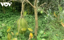 Mít Indo giá100.000 đồng/kg, người trồng mừng được mùa được giá