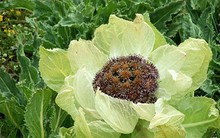 Nhìn chẳng khác nào bắp cải bán đầy ngoài chợ, loại hoa đặc biệt được giới nhà giàu Việt chi cả trăm triệu mua về hãm trà uống