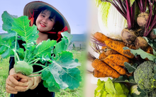 Cô gái bỏ phố lên Đà Lạt chữa lành: Chưa kịp làm gì thì tiêu gần 100 triệu, mượn tiền thuê đất trồng rau duy trì cuộc sống