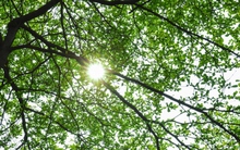 Người Hà Nội thích thú check in bên hàng cây bàng lá nhỏ xanh mơn mởn