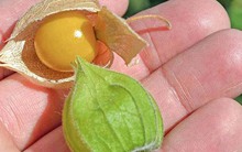 Loại quả ở Việt Nam mọc đầy đường, người Nhật lại bán gần triệu 1 kg