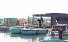 Hàng chục người nuôi tôm hùm bị quỵt nợ