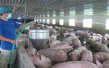 Giá lợn hơi giảm mạnh nhất 2 năm qua