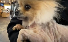 Chạnh lòng trước hình ảnh hiện trường 1000 con chó bị bỏ đói đến chết: Chỉ có 4 con còn sống sót, chủ nhân được trả 7,6 USD/con để 'chăm sóc' từ năm 2020