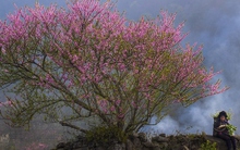 Mê mẩn sắc hoa đào ở Y Tý, Lào Cai