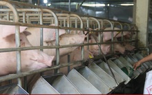 Vì sao giá lợn hơi giảm mạnh?