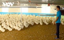 Khó khăn "bủa vây" ngành chăn nuôi tỉnh Đồng Nai