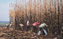 Giá đường bất ngờ lập kỷ lục trong vòng 12 năm, loại nông sản này của Việt Nam bắt đầu "nóng" trở lại